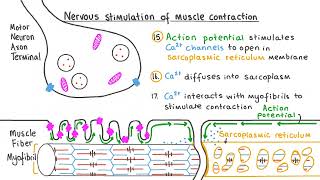 How Muscles Actually Work  The Science Behind Muscle Contraction [upl. by Enelloc847]