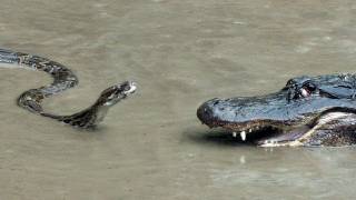 Python vs Alligator 01  Real Fight  Python attacks Alligator [upl. by Hanas]