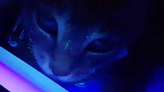 Glow In The Dark Ringworm on a Cat [upl. by Garap46]