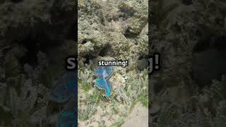 The Seas Blue Dragon Glaucus Atlanticus facts reels mystery science shorts [upl. by Ertsevlis]