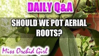 QampA  Should we bury aerial roots of Phalaenopsis Orchids [upl. by Hanley]