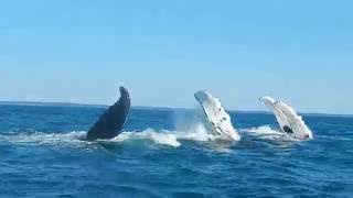 Incredible Whale Watching Experience [upl. by Ifar]