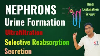 Mechanism of Urine Formation  Structure of Nephron  Life Processes  Excretion  Class 10 Ncert [upl. by Enitsuga]