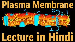 Plasma Membrane Structure Parts and Functions Hindi [upl. by Nylinej292]