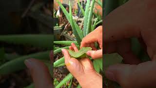 Discover the wonderful uses of aloe vera shorts aloevera [upl. by Varick857]