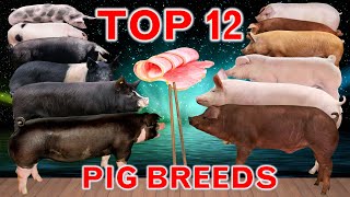 Top 12 FastGrowing Pig Breeds in the World  Best Fattening Pigs [upl. by Elocaj]