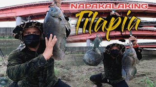 EP61  MGA NAGLALAKIHANG TILAPIA HIGIT DALAWANG DANGKAL ANG LAKI [upl. by Hamfurd]