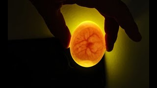 Candling eggs at 7 days [upl. by Soloman413]