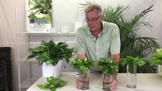 Propagating Pothos from Cuttings [upl. by Ardella661]