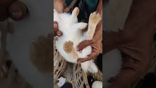 খরগোশের ছেলে ও মেয়ে চেনার উপায়Rabbits male female identityjehadpets [upl. by Alamap]