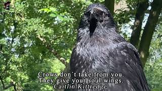 8 Quotes About Crows [upl. by Naelopan]