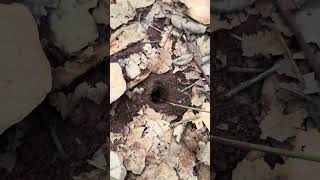 Yummy catching massive cricket in deep hole is so cool [upl. by Lledor]