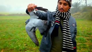 Bird Hunting with Air Gun  Hunting Pigeon Doves and Green pigeon in Pakistan GREAT SHOTS ONLY [upl. by Hsiekal]