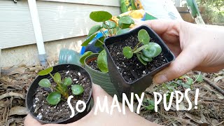 Pilea PeperomioidesChinese Money Plant UFO Plant Pancake Plant Propagation [upl. by Vershen]