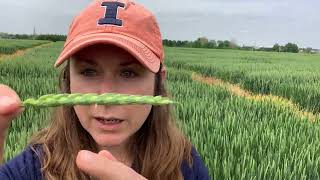 Counting wheat spikelets [upl. by Pennie]