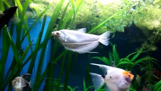 Beautiful moonlight gourami Aquarium fish tank [upl. by Haropizt]