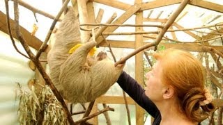 Santuario para perezosos en Colombia [upl. by Sarchet497]