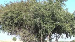 Марокко Как делают аргановое масло или масло арганы ARGAN OIL MOROCCO [upl. by Hsirrehc]