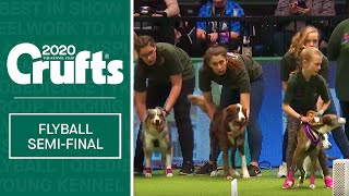 YKC Flyball  Final  Crufts 2020 [upl. by Erica670]