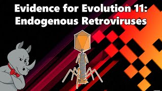 Evidence for Evolution  Endogenous Retroviruses [upl. by Aiek]