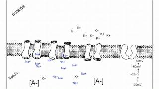 Neuron Action Potential and Propagation [upl. by Anead]