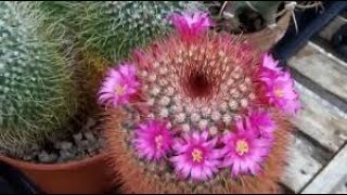 Propagating Cactus from Seed  Mammillaria [upl. by Gamaliel]