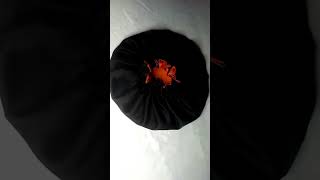 2 in one hair bonnet shorts diy bonnets [upl. by Sunil]