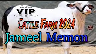 Karachi Cow Mandi 2024  Jameel Memon  Cow Mandi 2024  Karachi Cattle Farm 2024 [upl. by Ymeraj]