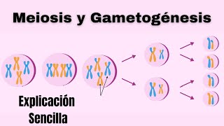 Reproducción Sexual Meiosis y Gametogénesis  Fundamentos y Etapas [upl. by Kumagai]