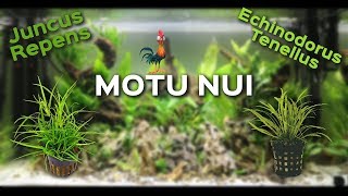 Nuevas Plantas para Motu Nui Juncus Repens y Echinodorus Tenellus  AquaTips [upl. by Coshow]