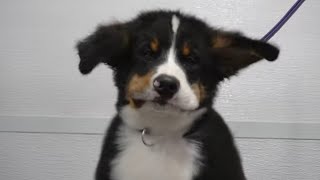 Bernese Mountain Dog puppy cheeks flap in the wind [upl. by Marleah]