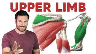 How To Remember Every Muscle in the Upper Limb and Arm  Corporis [upl. by Enahs]