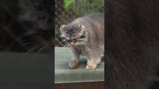 Pallass cat kittens in Novosibirsk zoo [upl. by Yznil]