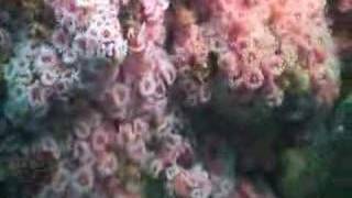 SCUBA Diving at the Pinnacles in Carmel Bay CA [upl. by Jaime]