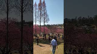 Sakura Matsuri em São Roque [upl. by Ajoop]