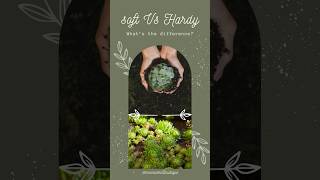 Soft vs hardy succulents Which is better for you Beginner friendly plants succulents beginners [upl. by Notled]