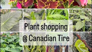 Plant shopping  Canadian Tire  monstera houseplants and perennials [upl. by Frieda]