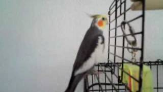 Cute cockatiel singing a lot of songs [upl. by Holds]