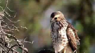 Broadwinged Hawk [upl. by Enram]