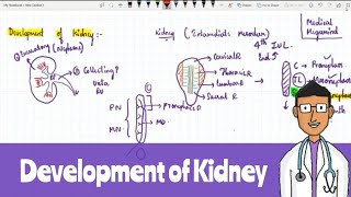 Development of Kidney [upl. by Sondra163]