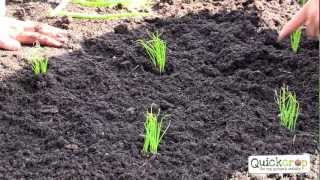 How To Grow Spring Onions  A Handy Step by Step Guide [upl. by Esiole]