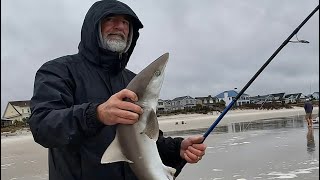 Atlantic Sharpnose Sharks Dominate [upl. by Christabel]