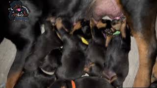 Giant Rottweiler Puppies [upl. by Adlen]