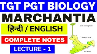 Marchantia ClassificationLec 1 TGT PGT BIOLOGY bryophytes lecture tgtbiology marchantia bsc [upl. by Fleur]