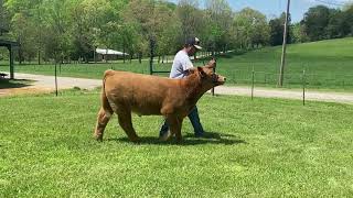 For Sale Show Steer [upl. by Auroora75]