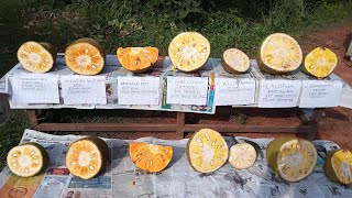 6 Farm fresh Jackfruit varieties Ripened on same day Part 2 of 3 [upl. by Joktan]