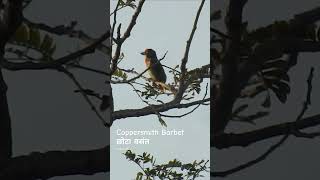 Coppersmith Barbet Call  Coppersmith Barbet Sound [upl. by Euqinommod36]