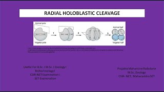 Radial Holoblastic Cleavage [upl. by Afas]