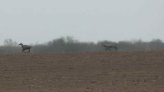 male nilgai antelopes galloping across the land La Sal Del Rey NWR San Manuel Texas 20120122 [upl. by Kushner]