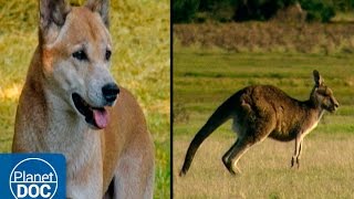 Tasmania Island  Kangaroos amp Dingoes [upl. by Auoz453]